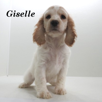 puppy, for, sale, Cocker Spaniel, Joe & Cherri  Overlease, dog, breeder, Miller, MO, dog-breeder, puppy-for-sale, forsale, nearby, find, puppyfind, locator, puppylocator, aca